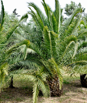 palmier nain